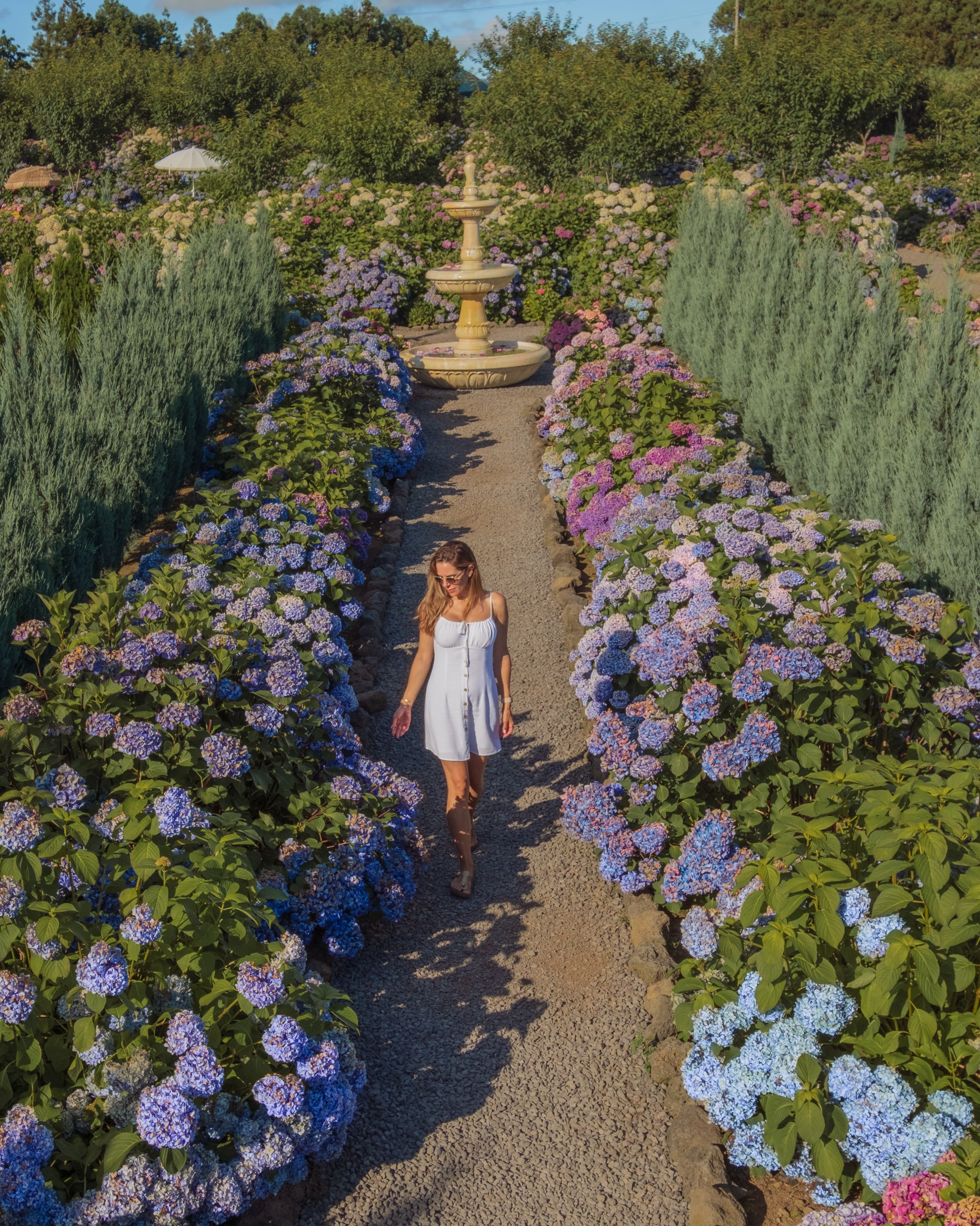 Hydrangea Garden (탑다니 수국밭)