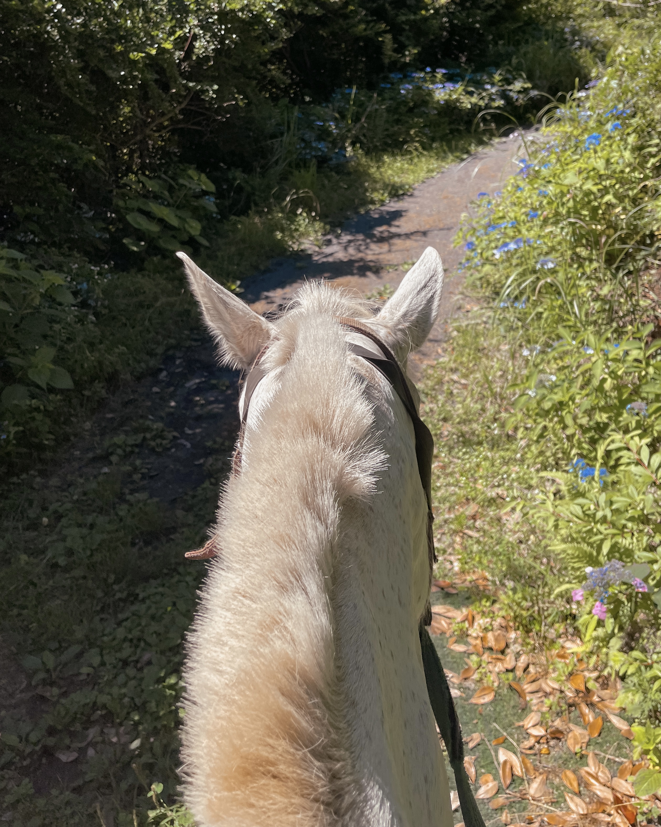 Jeju Island, Korea Horse Back riding